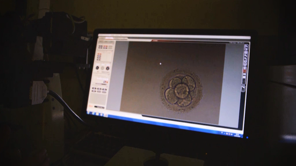 Embryon au stade 8 cellules au 3ieme jour de son développement