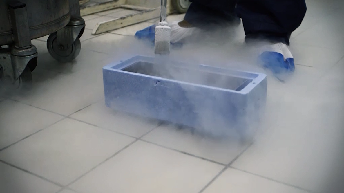 LABO azote congélation