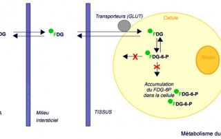 Métabolisme du glucose et du FDG